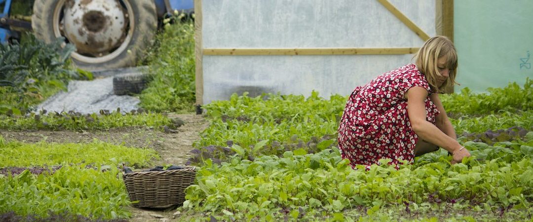 Lane Cottage Produce News 2022
